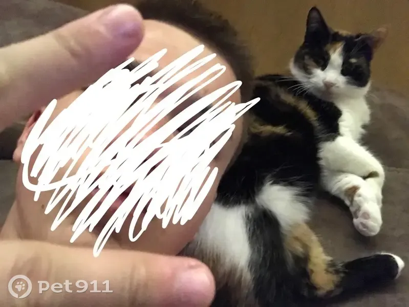 Пропала кошка на острове Грязи, Воскресенка - photo