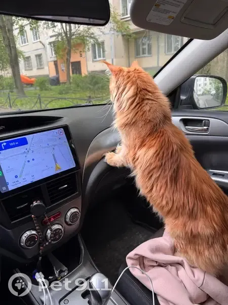 Пропала кошка, ул. Гашека, СПб - photo