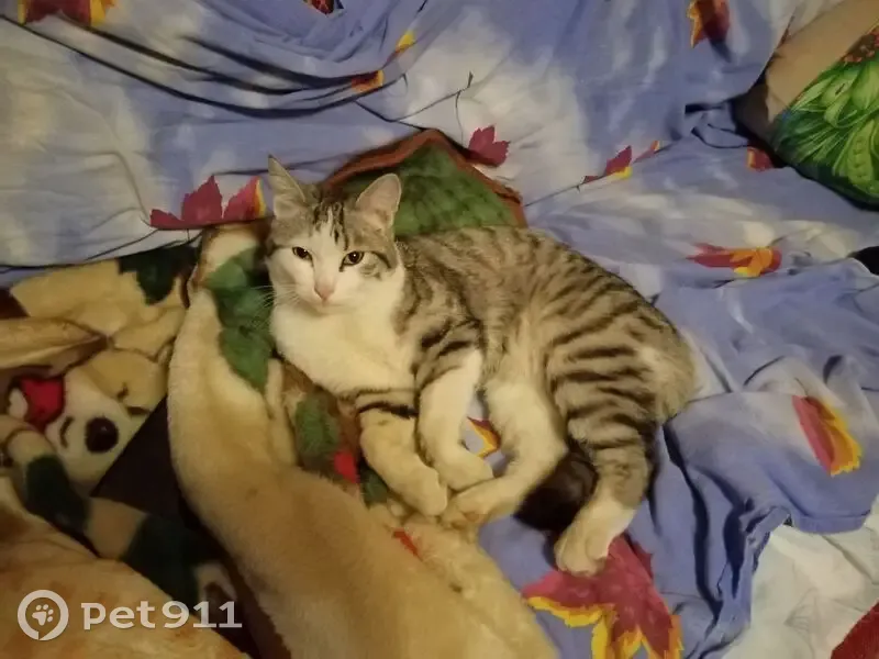 Пропала кошка на Ленина, Железногорск - photo