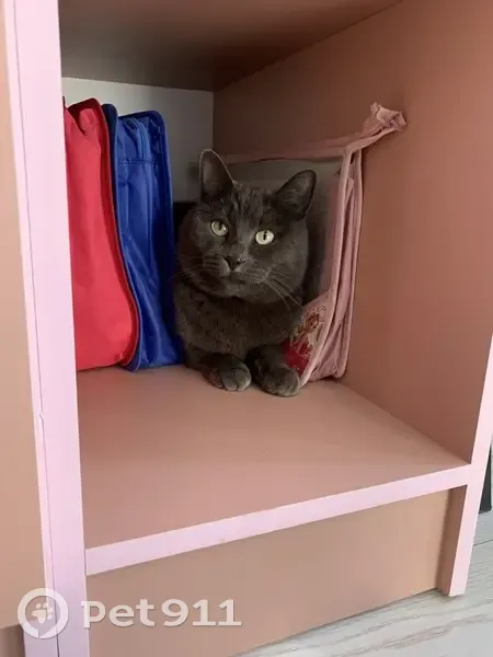 Пропал серый кот, ул. Гризодубовой, 120 - photo