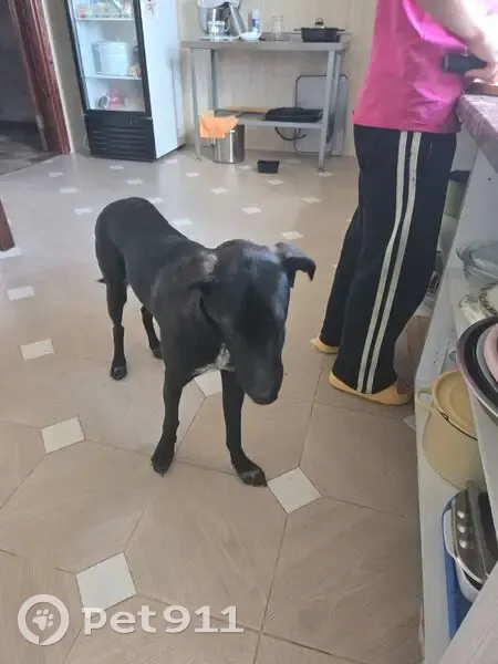 Собака найдена: Центр. пер., 14А, Тополево - photo