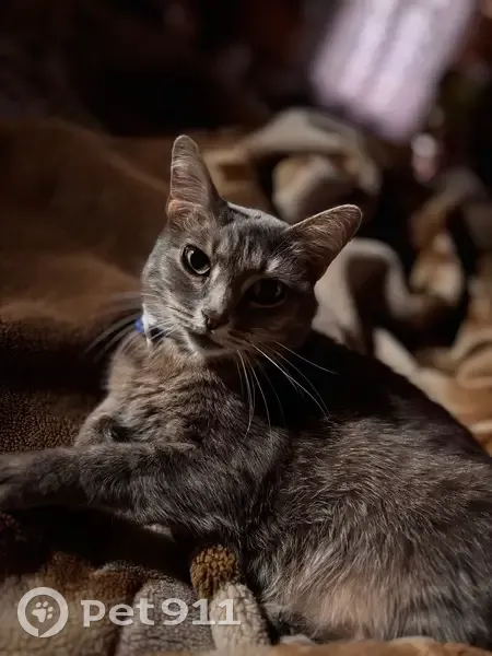 Пропала кошка, Красногвардейская 49, Тейково - photo