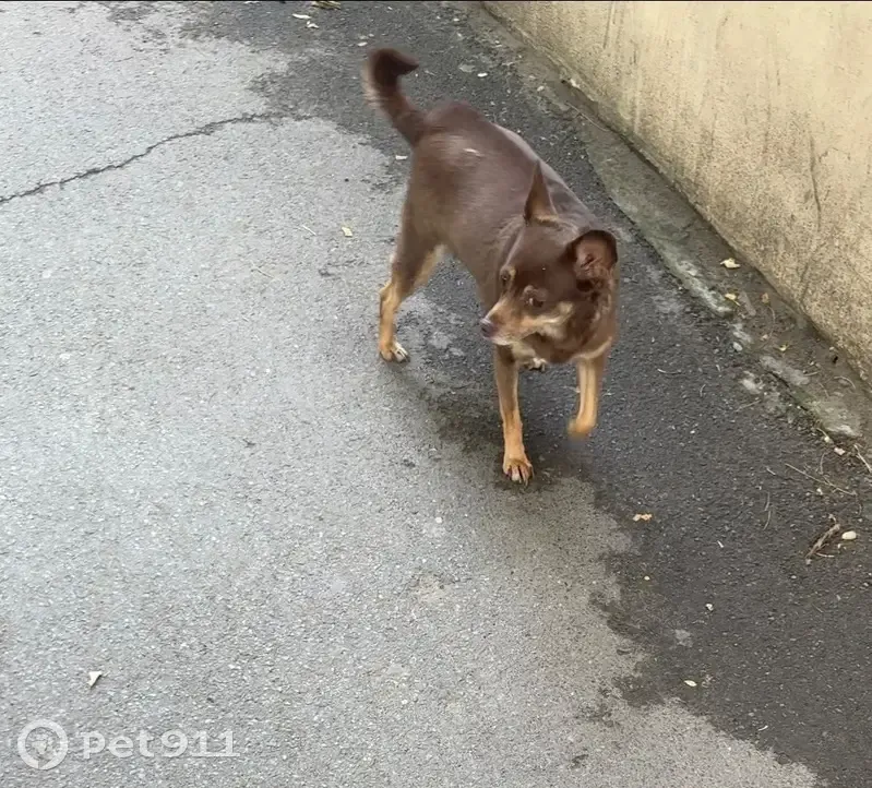 Собака найдена: 14-я линия, 70, Ростов-на-Дону - photo