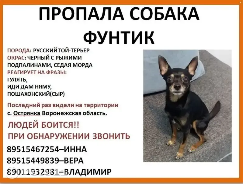 Пропала собака, Советская ул., Острянка - photo