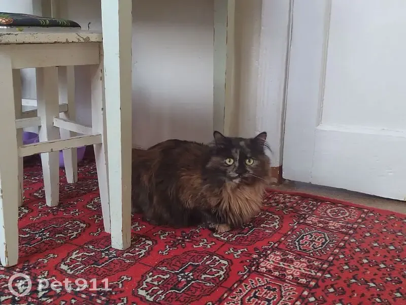 Пропала кошка в п. Аникино, Томская обл. - photo