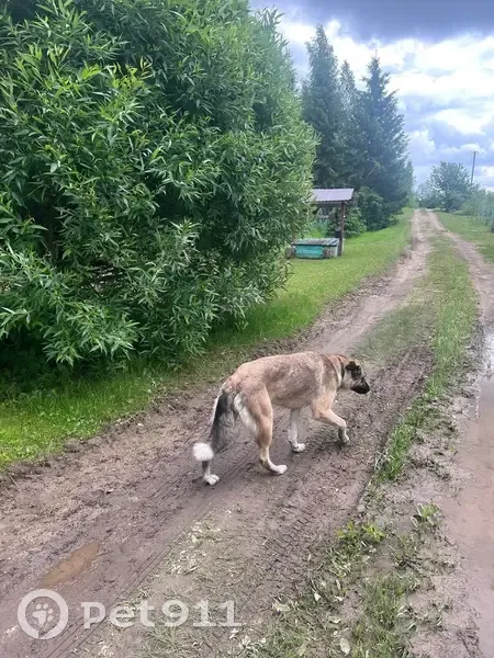 Собака найдена в Миголощи-Першутино - photo