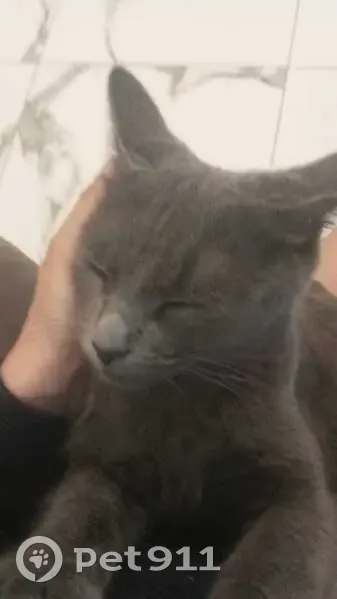 Пропала кошка в д. Кривцова, Тверская обл. - photo