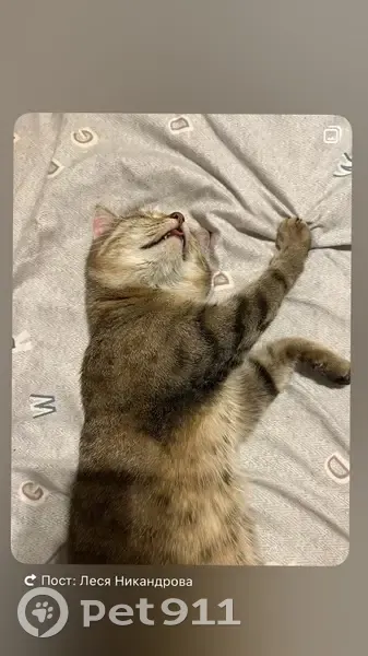 Пропала кошка, ул. Молодёжная, 13А - photo