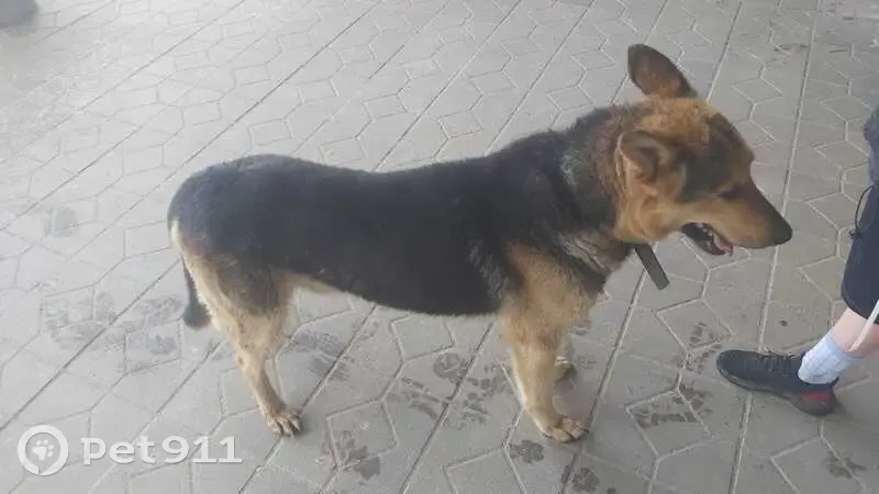 Собака найдена: Киевское шоссе, 58 - photo