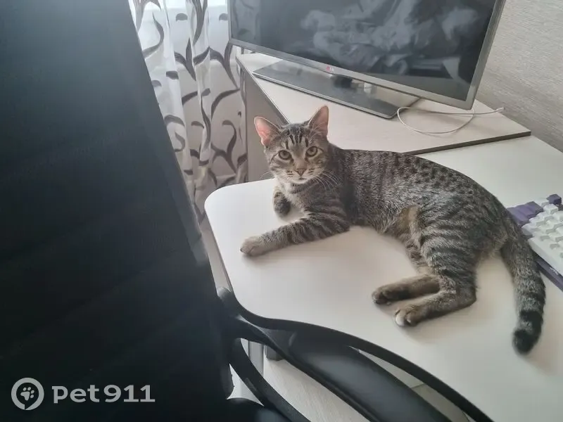 Пропал бенгальский кот, ул. Рокоссовского, 31 - photo