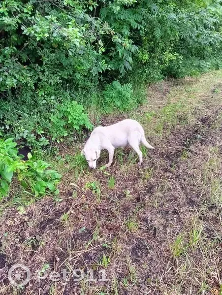 Собака с щенками найдена в Волчанском - photo