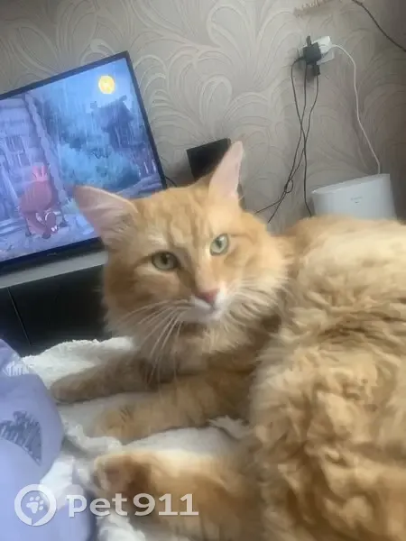 Пропала рыжая кошка, 