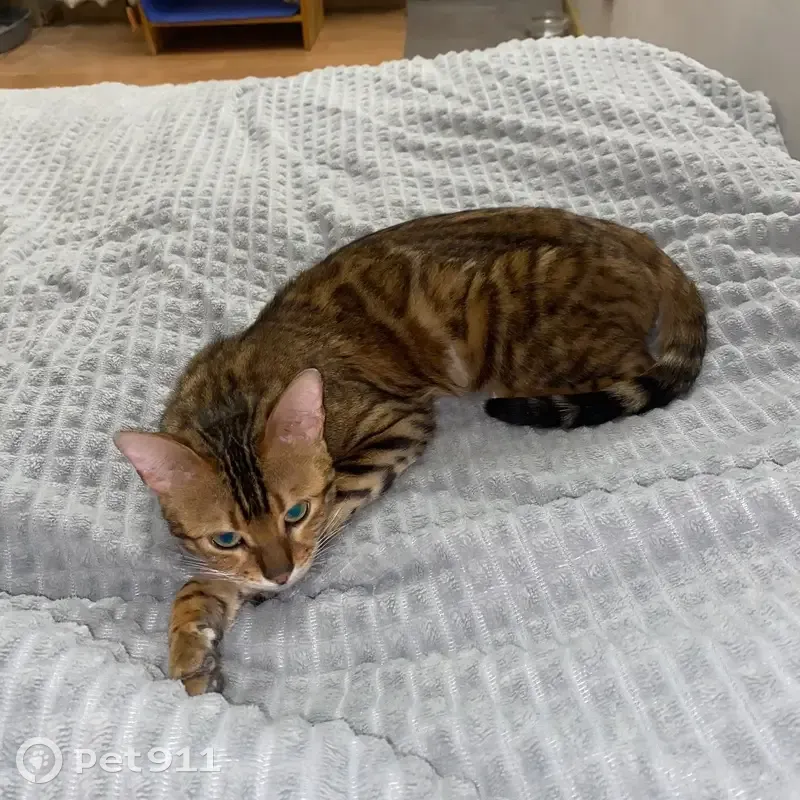 Пропала кошка, Усть-Заостровское, Омск - photo