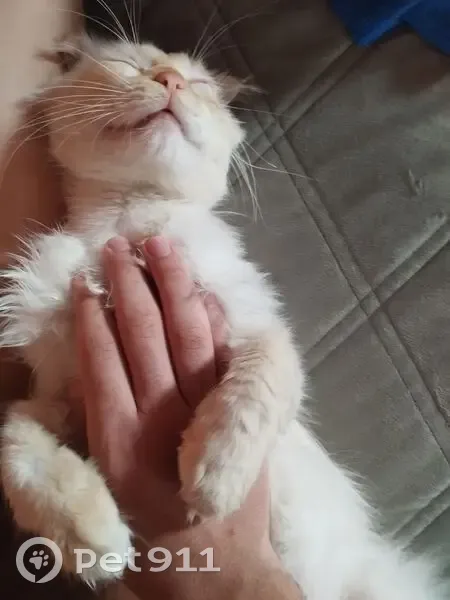 Пропала кошка, ул. Головатого, 8, Краснодар - photo