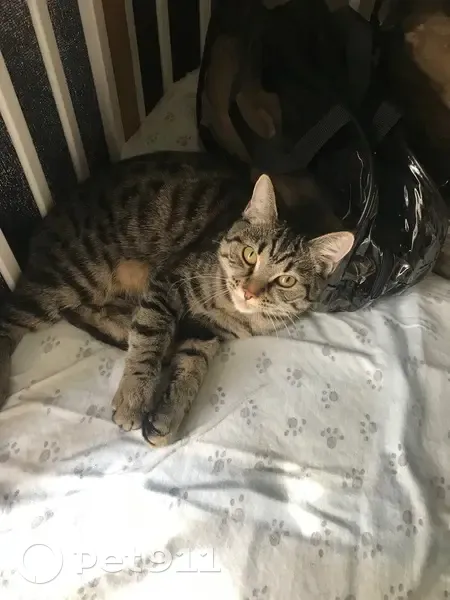 Пропала кошка, ул. Дунаевского, 15, Нск - photo