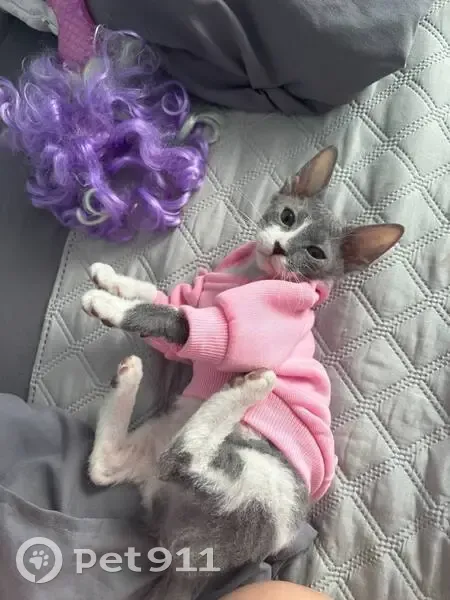 Пропала кошка, Береговая ул. 2/3, Новая Адыгея - photo