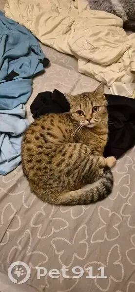 Пропала кошка, ул. Дизайнеров, 9А, Томск - photo