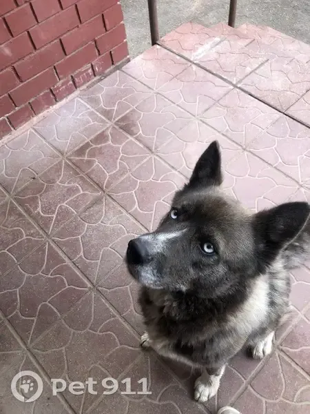 Найдена собака, ул. Генерала Паскевича, 7А - photo