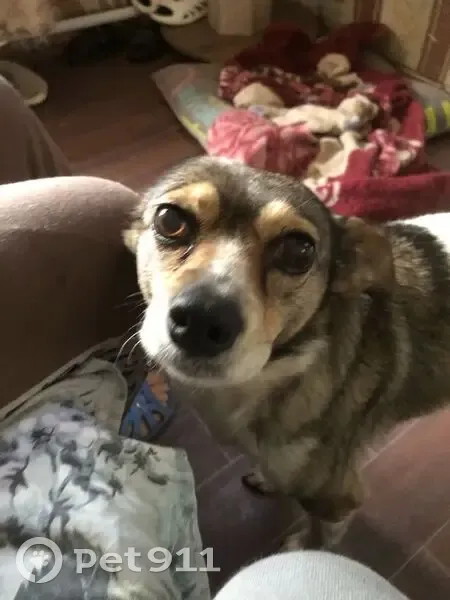 Пропала собака в Рябково, ул. Димитрова, 28 - photo