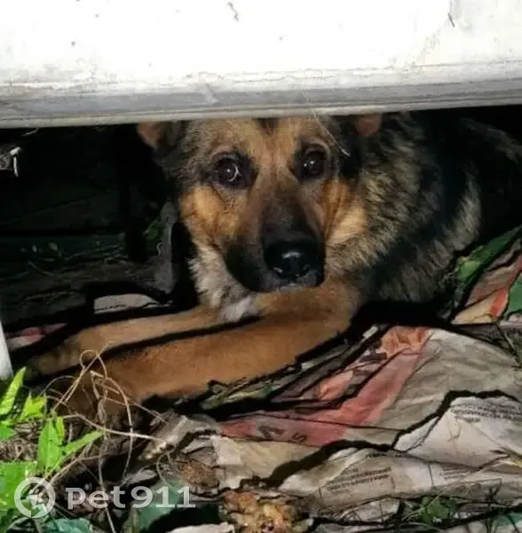 Найдена собака, Лесная ул., Маслово - photo