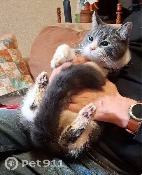 Кошка найдена: Ланское шоссе, 12 к1 - photo