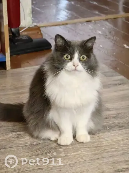 Пропала кошка, Пермский край - photo