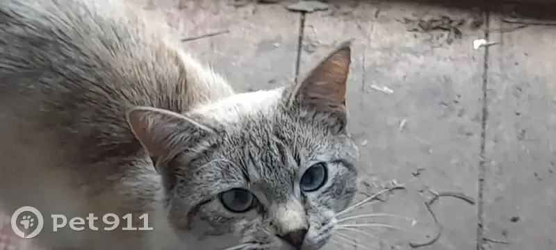 Кошка найдена: Речная ул., Высокое - photo