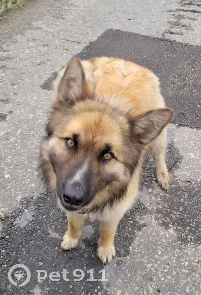 Собака найдена: Карамышево, Липецкая обл. - photo