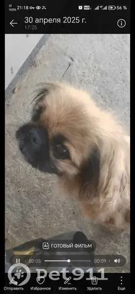 Пропала собака, Комсомольская 16, Армавир - photo