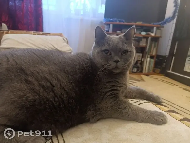 Пропала кошка, ул. Якуба Коласа, 2Г - photo