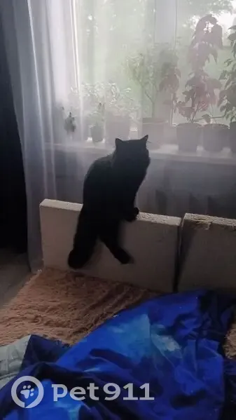 Пропала чёрная кошка, Новороссийская 204 - photo