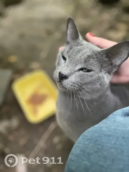 Найдена русская голубая, Веерная ул. - photo