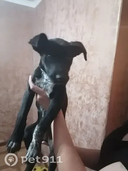 Щенок найден на Московской ул., 85, Липецк - photo