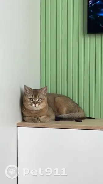 Пропала кошка на Кленовой, 13, Матвеев Курган - photo