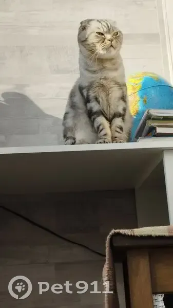 Пропал кот, Наговское с/п, 49К-1749, 8 - photo