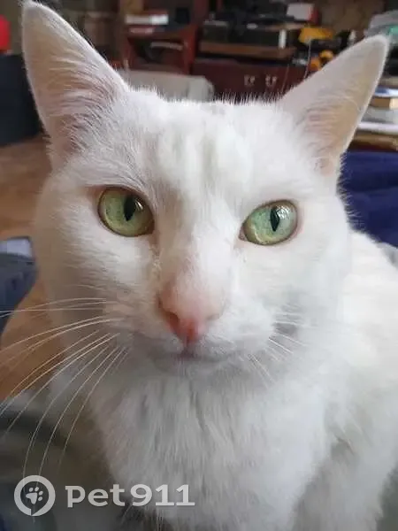 Пропала белая кошка, Деповский проезд, 6 - photo