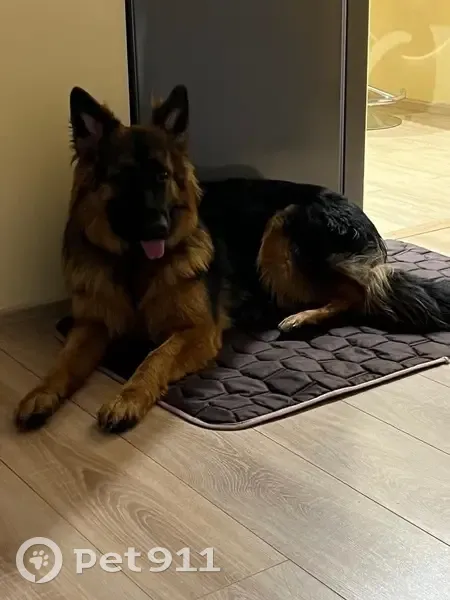 Пропала собака, пер. Труда, 3, Листвянское - photo