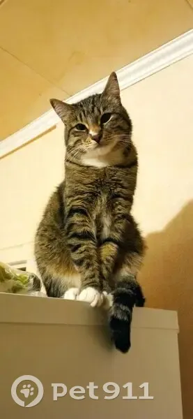 Пропала кошка, ул. Тархова, 29, Саратов - photo