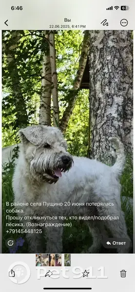 Пропала собака в Белом, Камчатка - photo