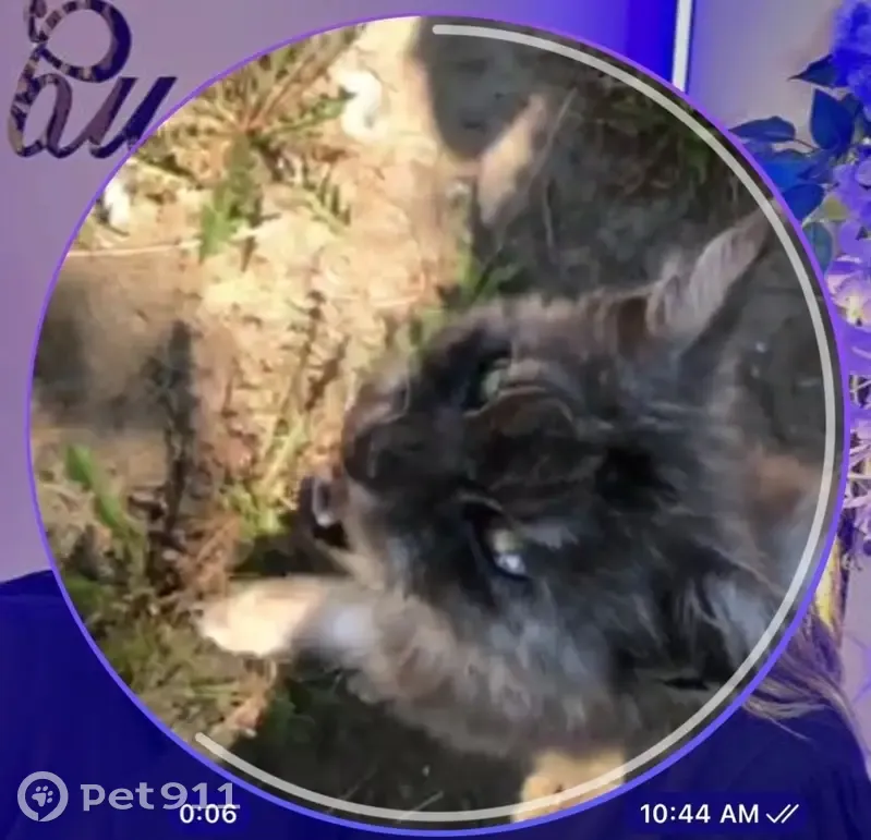 Кошка найдена: 2-й Свирский пер., 1Г, Братск - photo