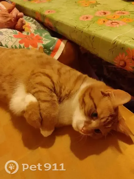 Пропала кошка, ул. Горончаровского 84 - photo