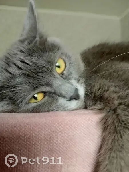 Пропала серая кошка, Молодёжная 4, Джабык - photo