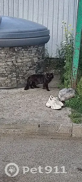 Кошка найдена: Дальне-Ключевская 16А - photo