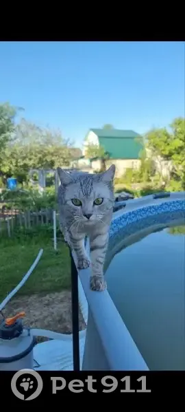 Пропала кошка, Кантаурова/сады Ёлочка - photo