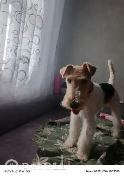 Пропала собака в Богандинском, Тюмень - photo