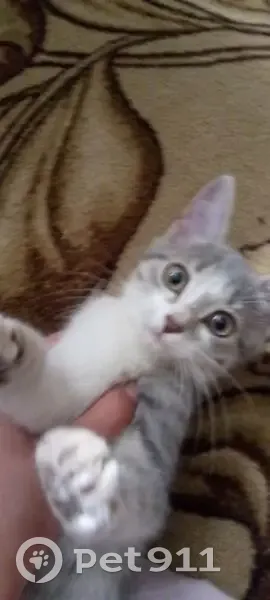 Кошка найдена: Октябрьская, 18, Бреды - photo