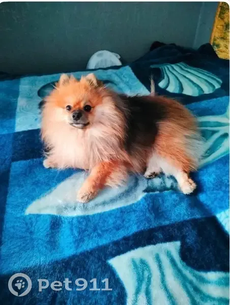 Пропала собака, ул. Калинина 99Б, Пенза - photo