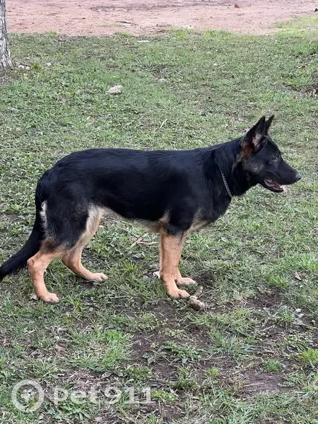 Пропала собака, ул. Свердлова, Киров - photo