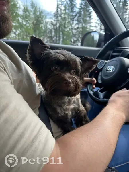 Пропал йорк на трассе Шахунья-Яранск 84км - photo