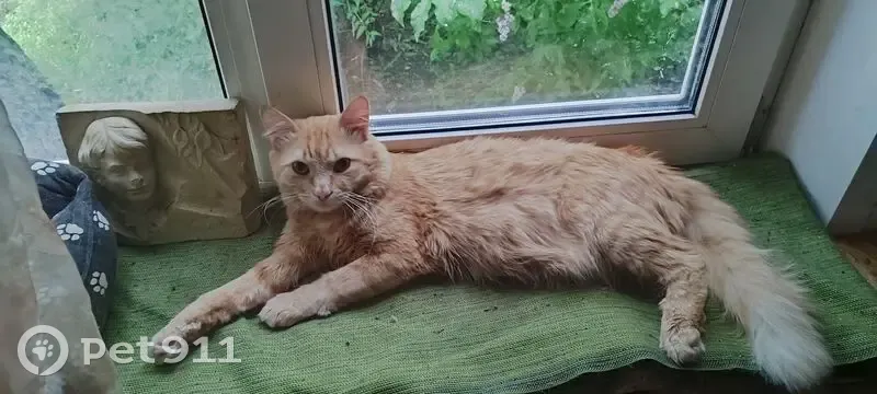 Пропала кошка, Железнодорожная 7А, Томск - photo